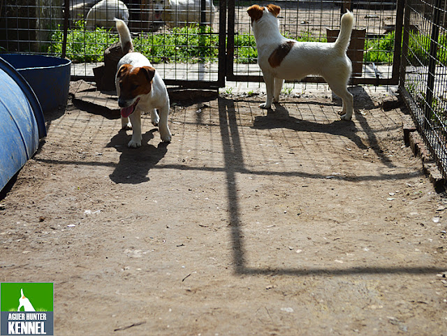 Criadero de Jack Russell Terrier Aguer Hunter
