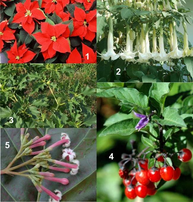 flores cheirosas jardim:plantas que são muito venosas flores cheirosas jardim:plantas que são muito venosas