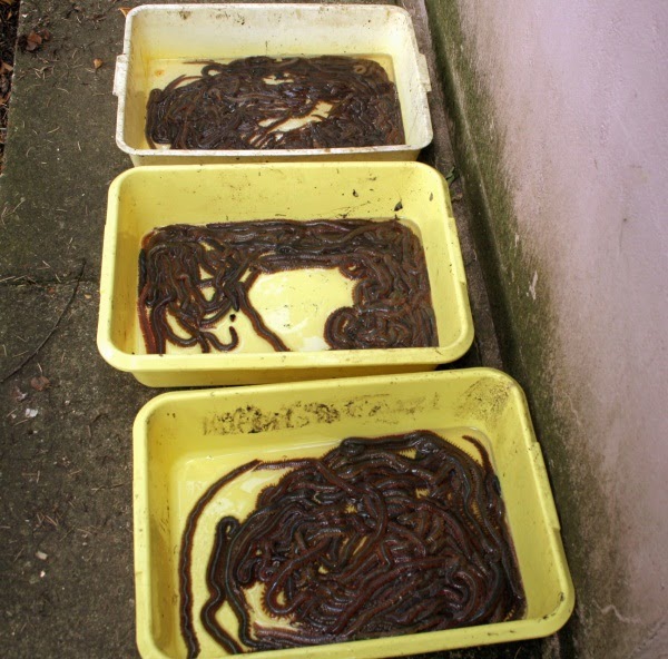 How to select the best Sea Fishing Bait Tacklebargains Fishing Tips