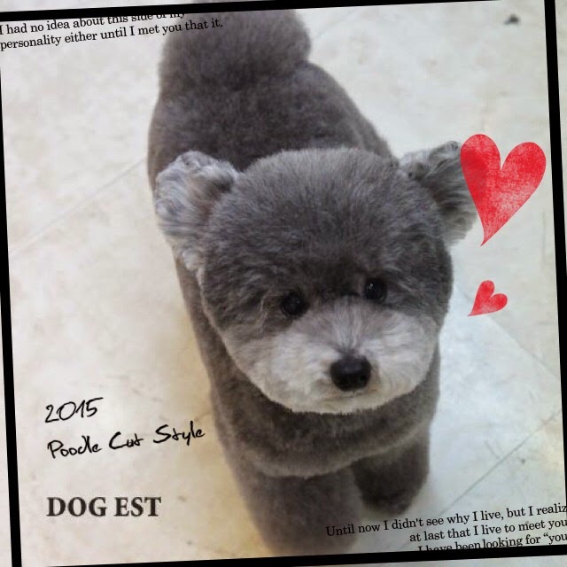 Dog Est Blog ２０１５年度版 可愛い プードルカットスタイル