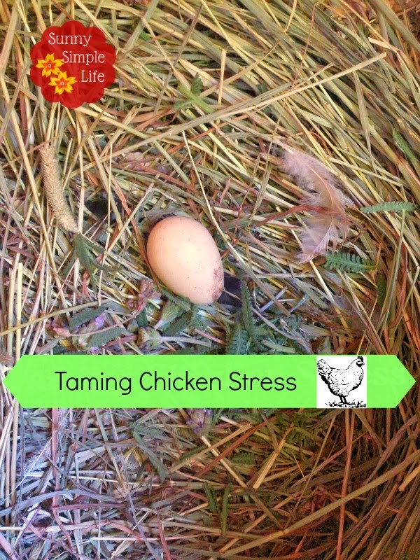 Sunny Simple Life Reducing Chicken Stress with Herbs