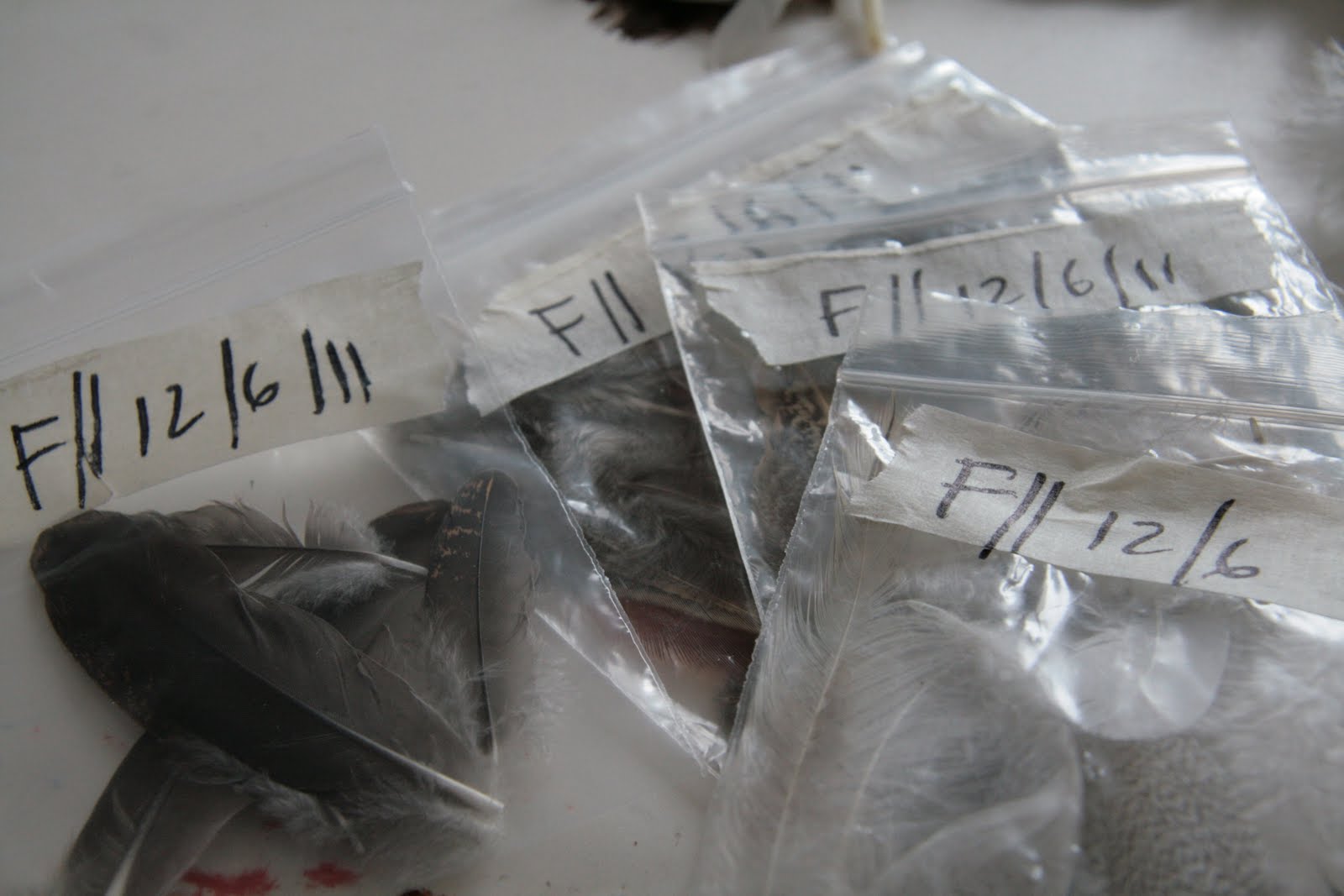 Dianne Tanner FYI Feather Cleaning