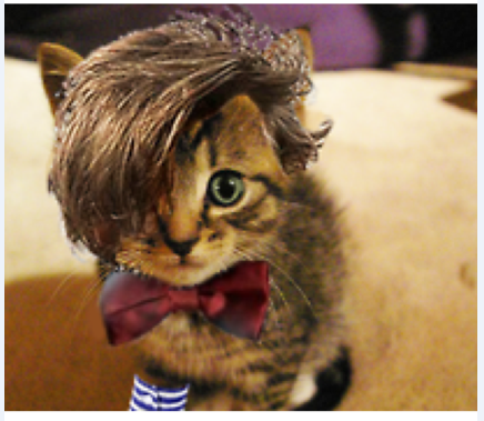 cat wig ninjadiva cats in wigs cat wig ninjadiva cats in wigs