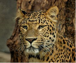 Biology Environmental Of Science Predasi Dan Parasitisme