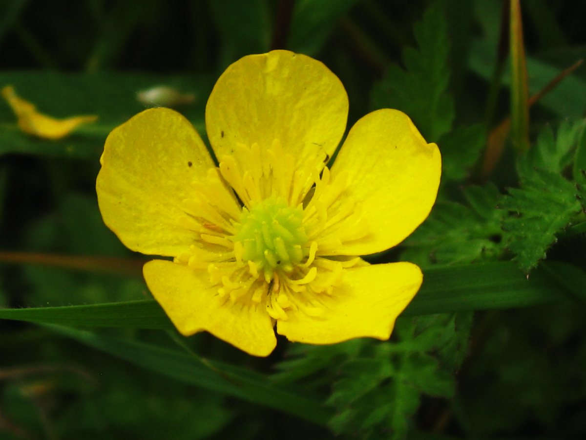 The Orchard Year June 2013