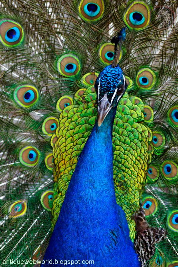 Birds peacock information picture