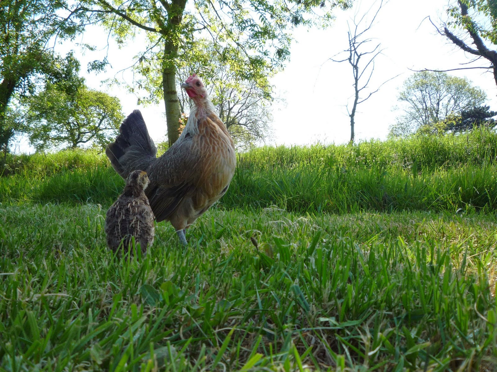 Hatching and Raising Quail Organically with a Hen Part 2 Taking you