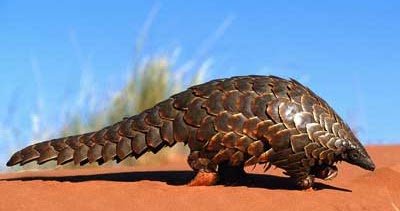Animals Wallpapers: African Tree Pangolin