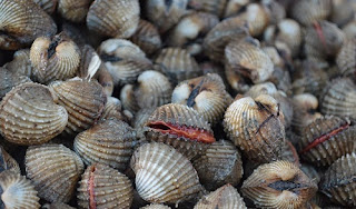 Kerang Darah