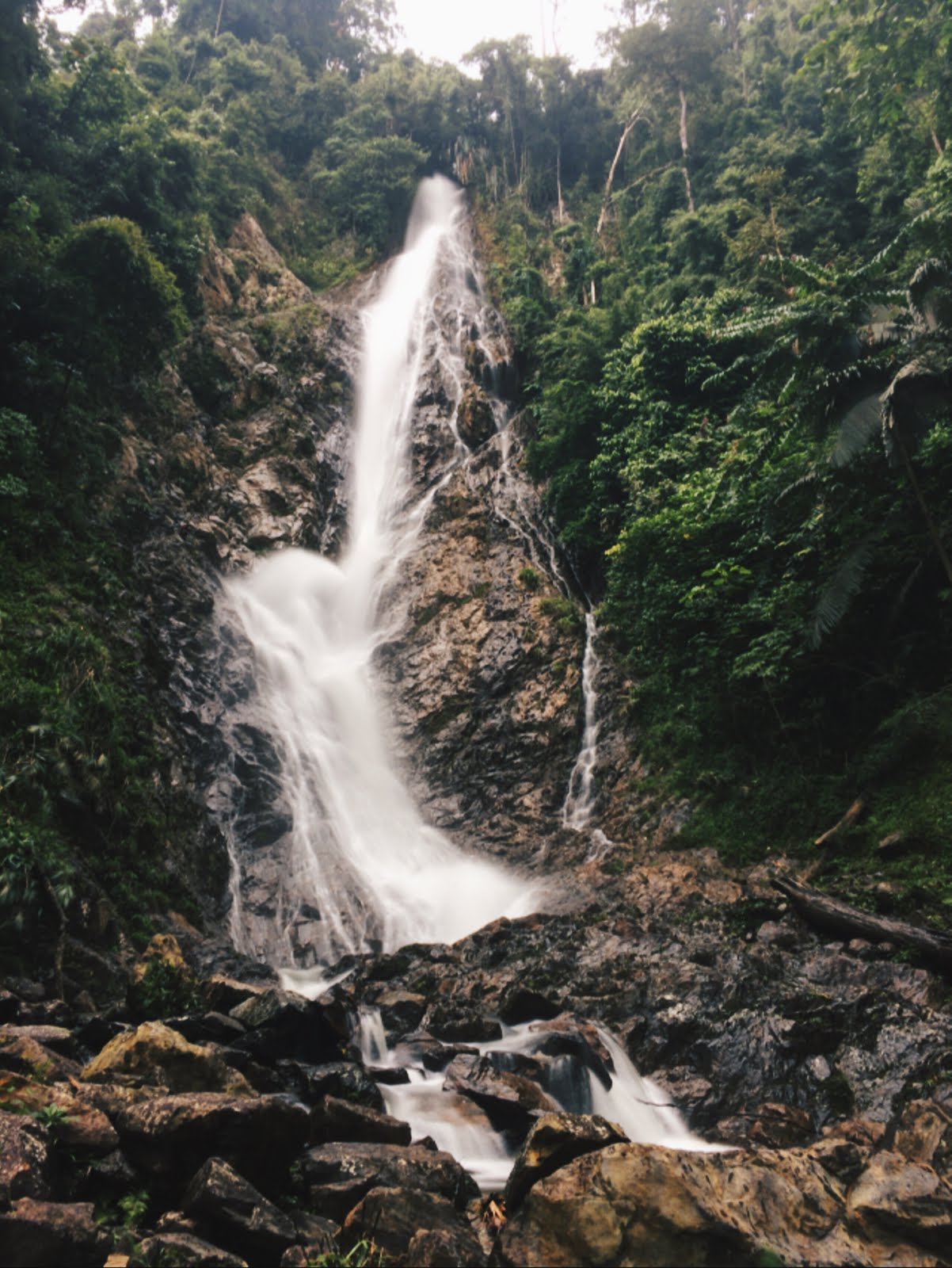 Lata kijang jelebu