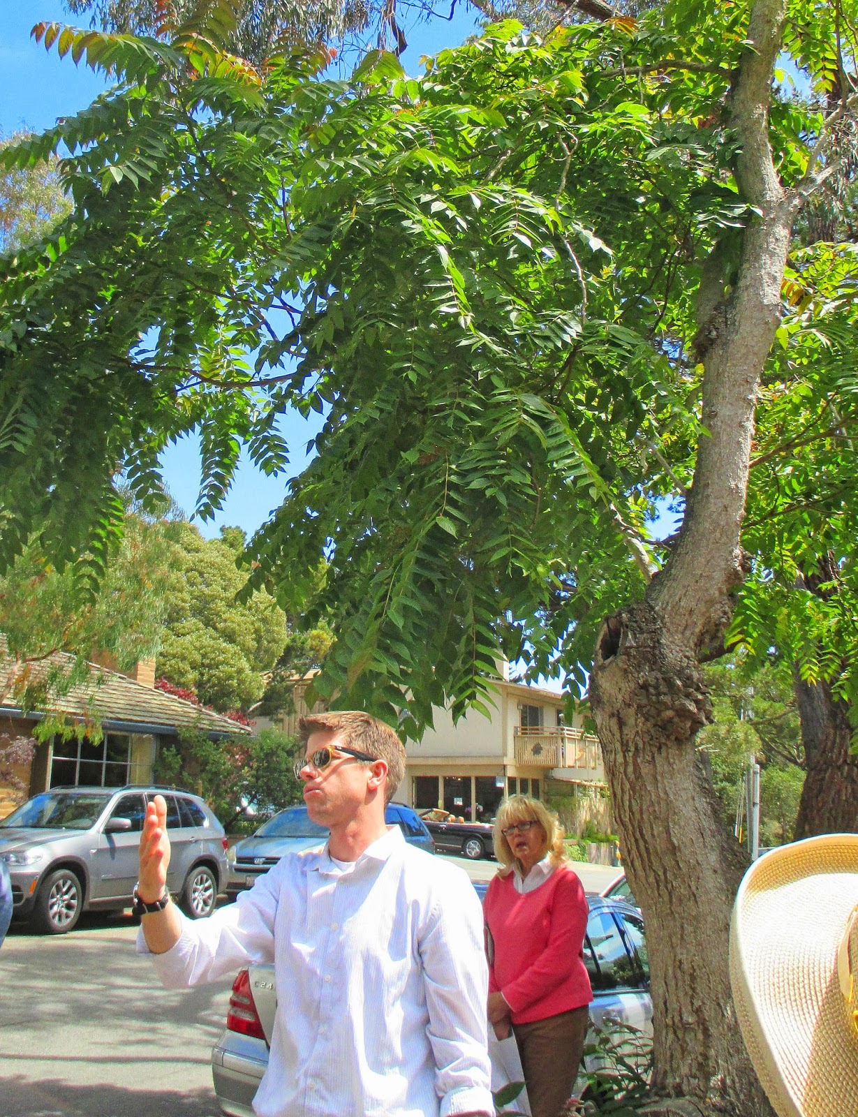 Adventures of a Home Town Tourist Friends of Carmel Forest Tree Tour