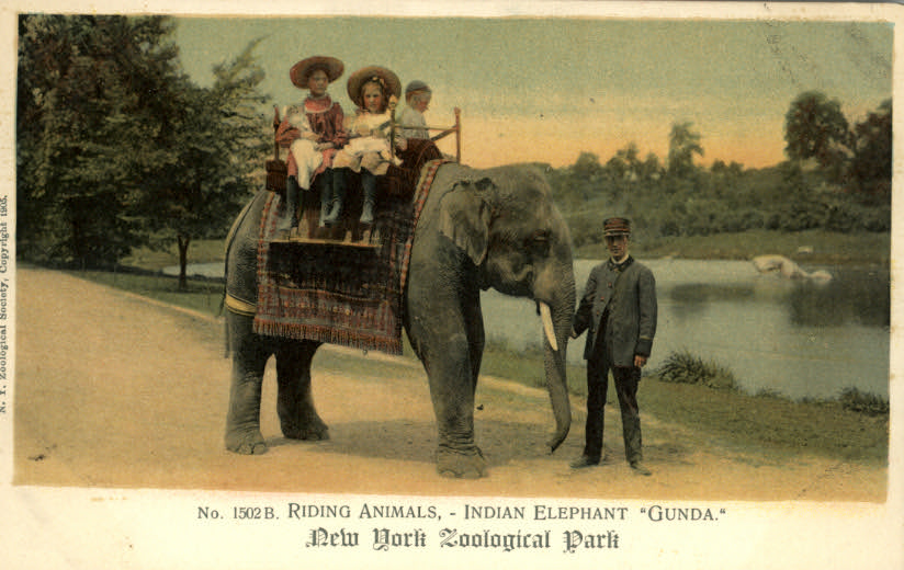 The Circus "NO SPIN ZONE" Elephant RidesBronx Zoo Early 1900's