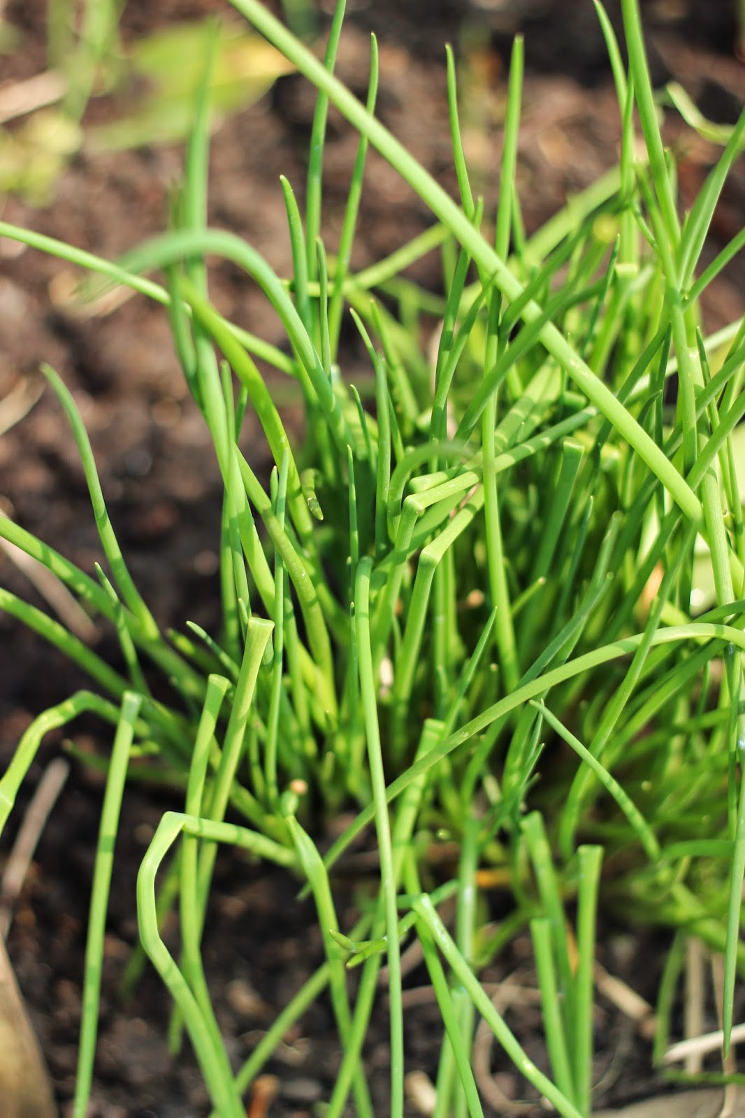 Growing chives - divide in spring to make more plants.