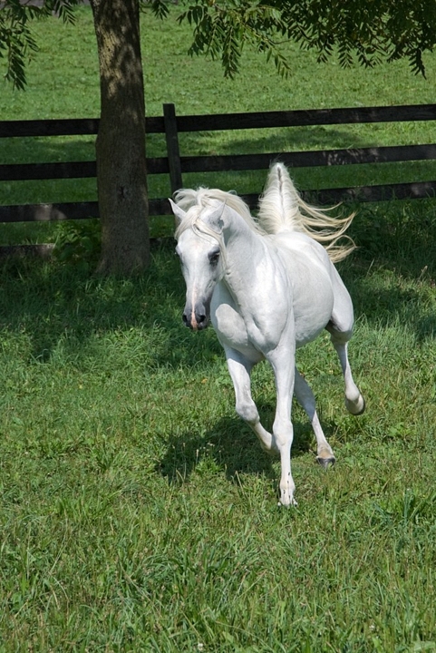 today's best horse pic, white Arabian Running
