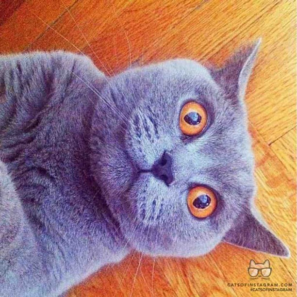 british shorthair teddy bear