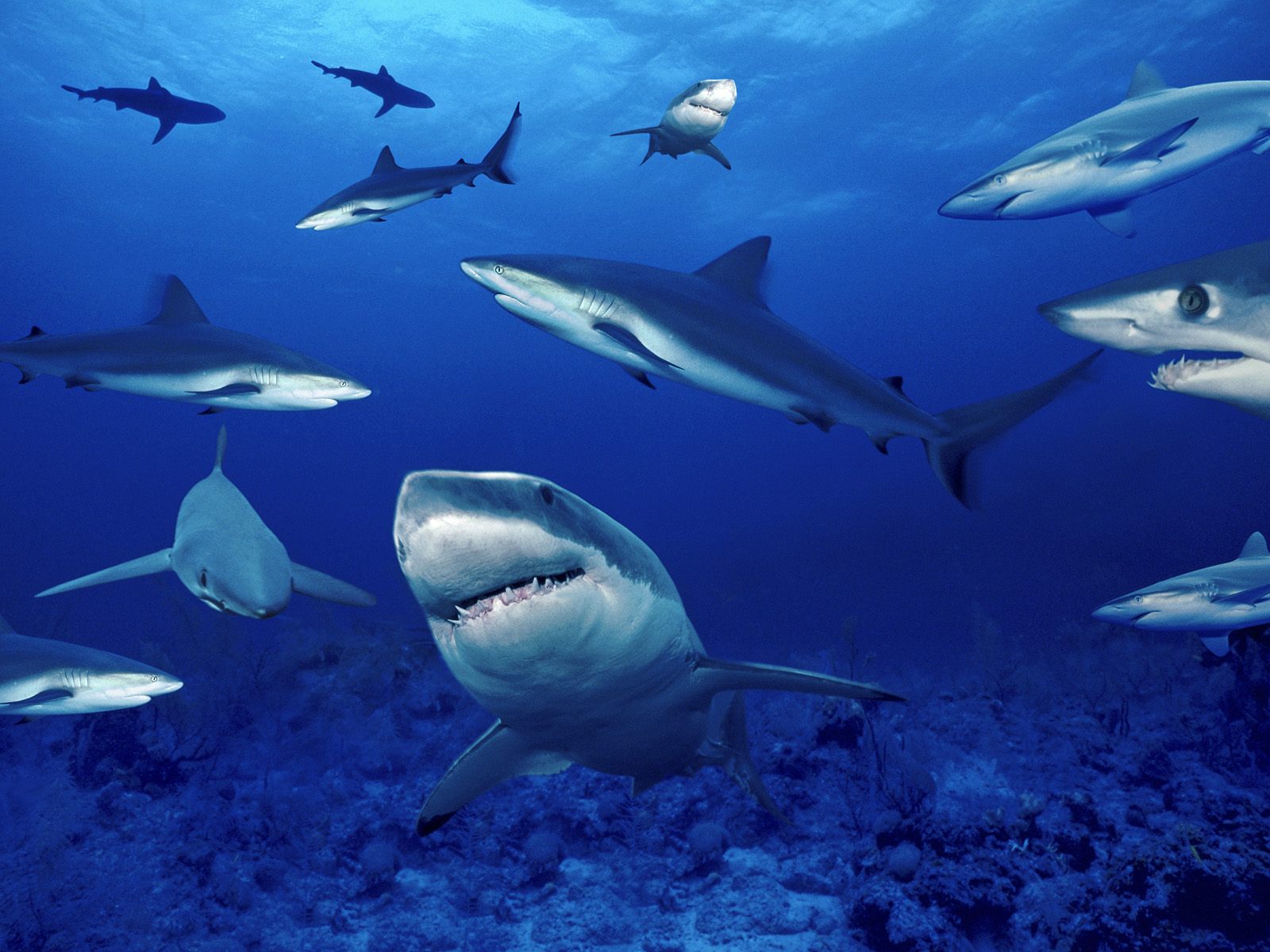 Beautiful Wallpapers: shark desktop wallpaper