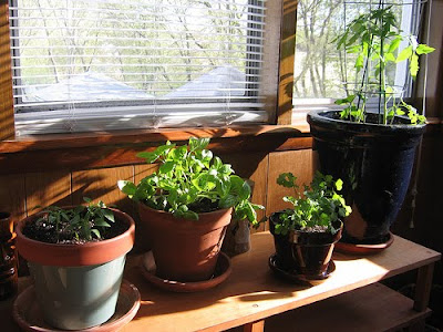 Indoor Plants