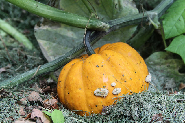 pumpkins, pumpkin in my garden, Anne Butera, My Giant Strawberry