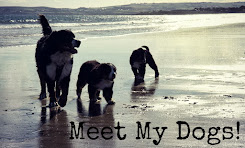 Meet My Dogs!