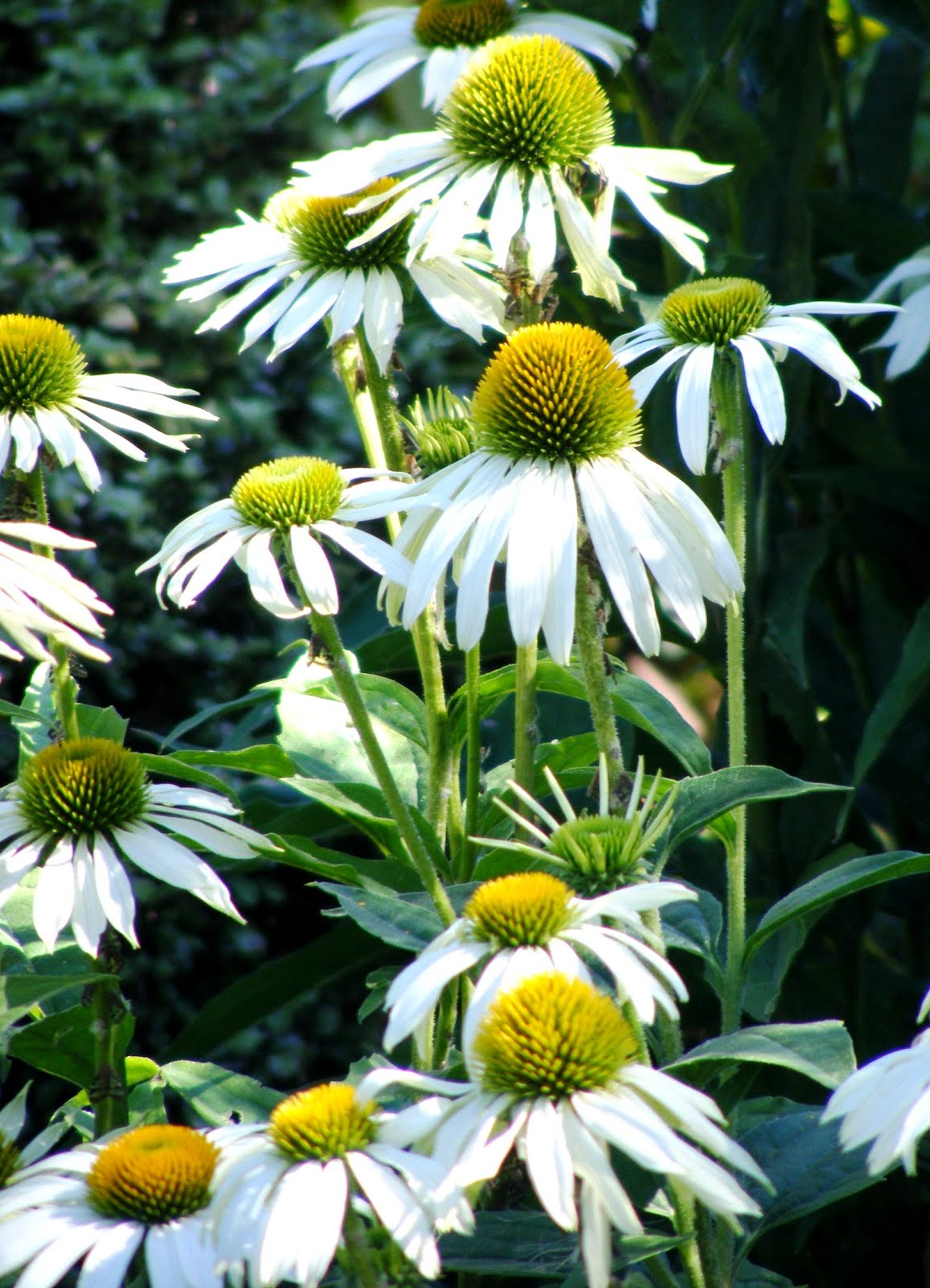 Echinacea