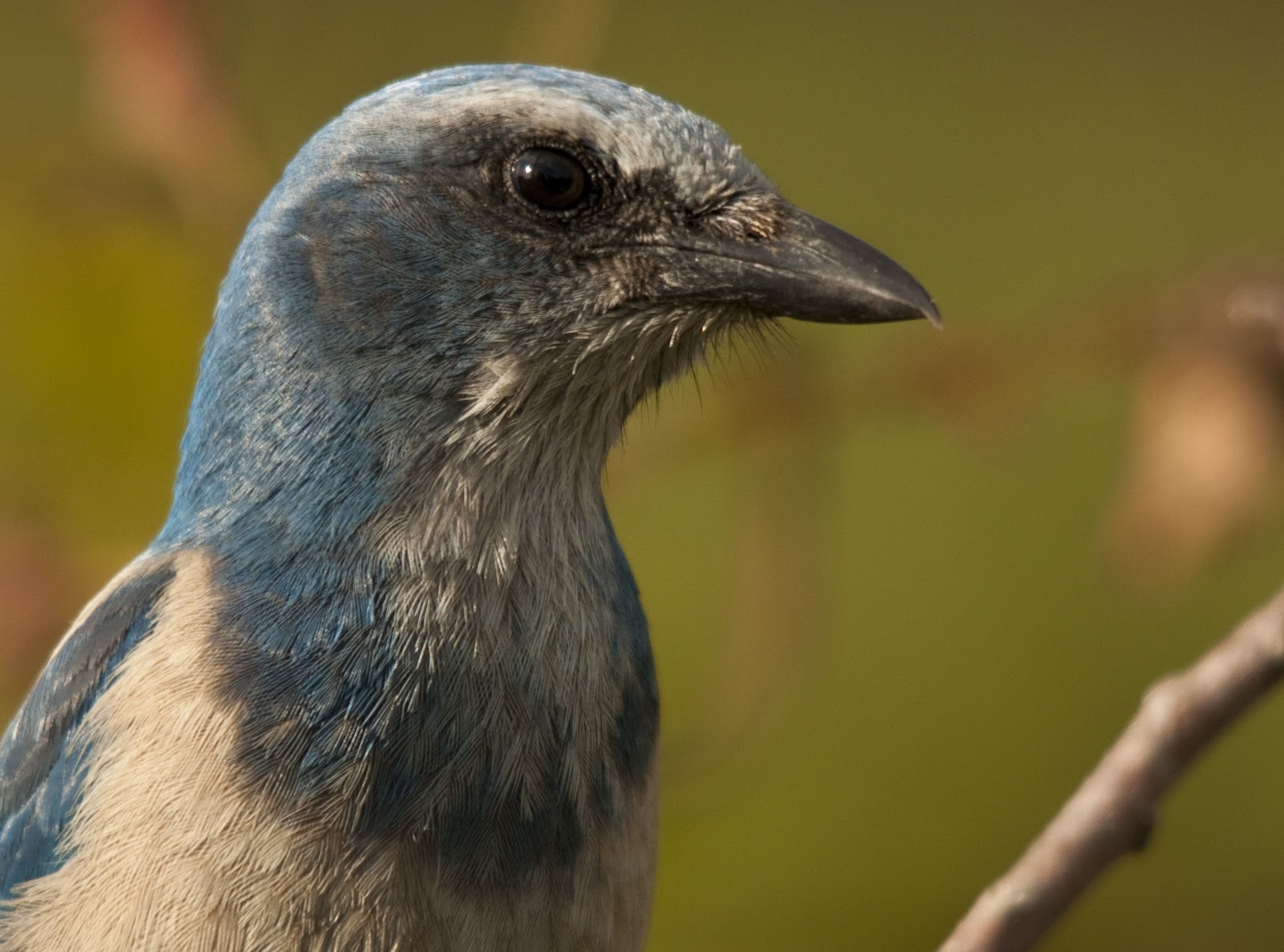 i heart florida birds Florida ScrubJays