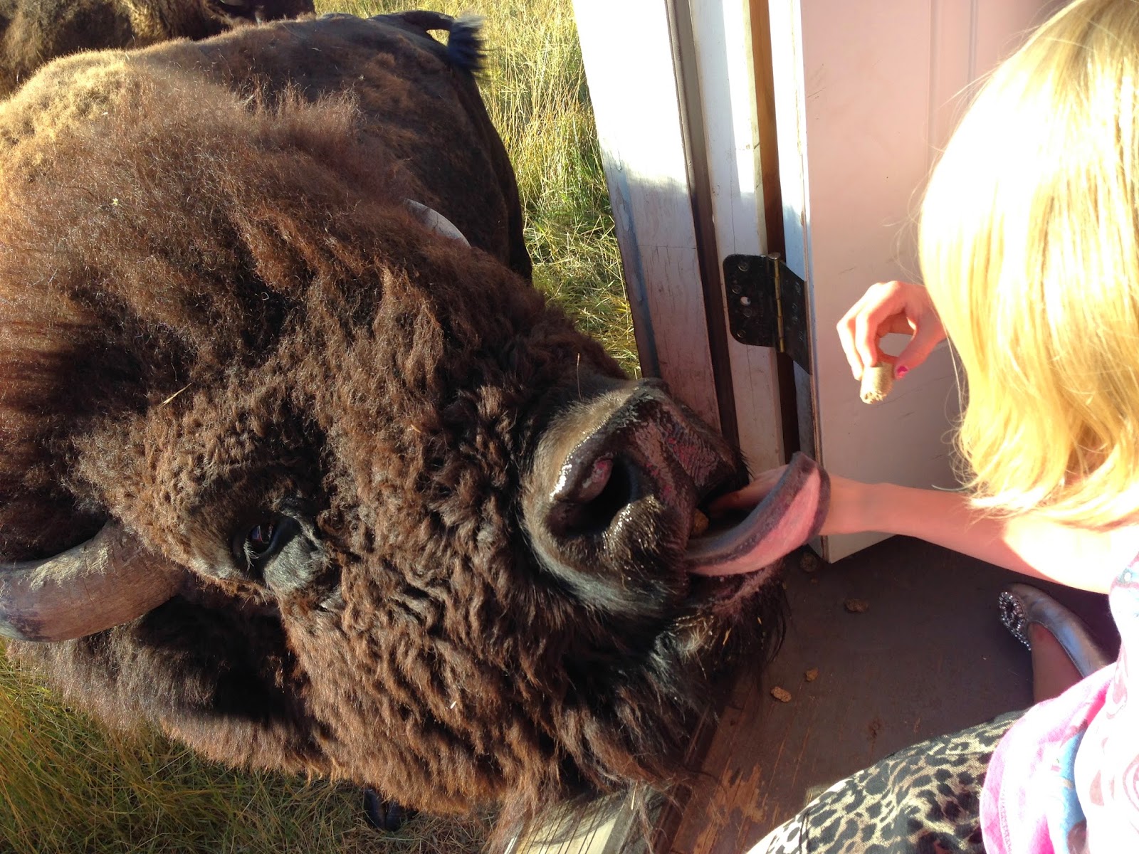 Hi! It's Jilly. Feeding Bison at Terry Bison Ranch