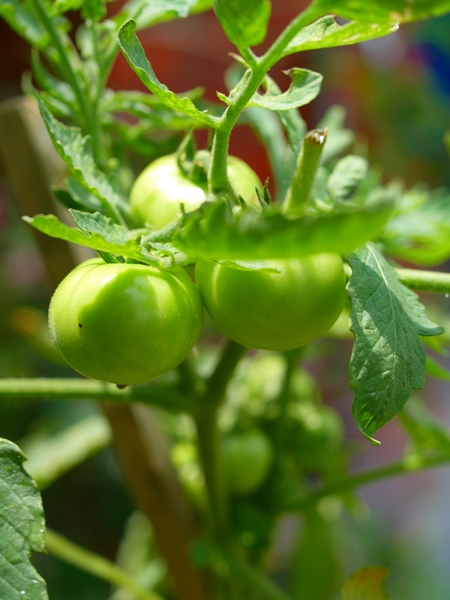 gambar buah tomato