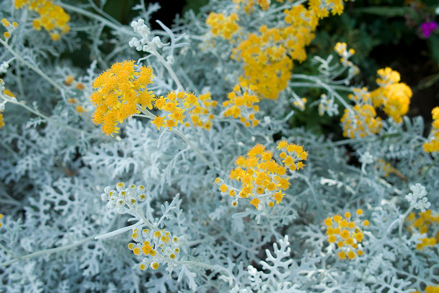 senecio cineraria
