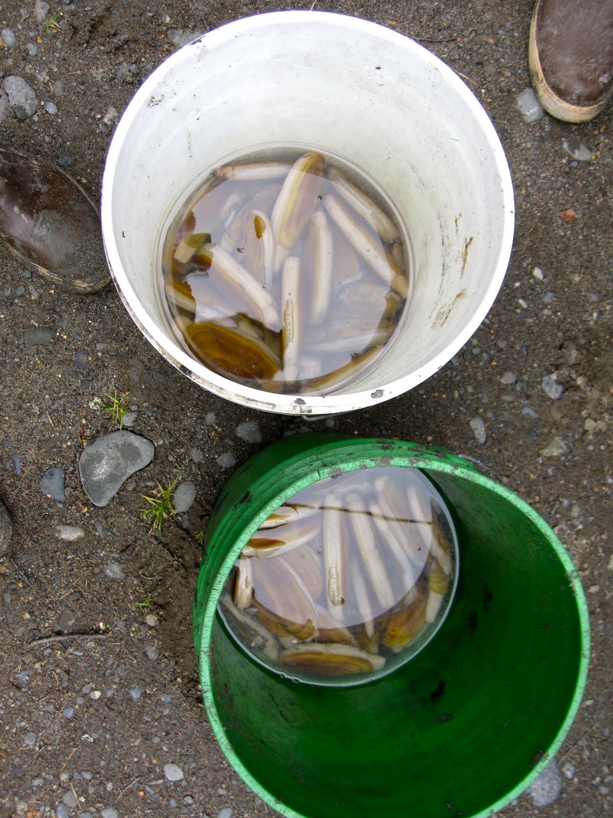 Clamming in Clam Gulch, Alaska To & Fro