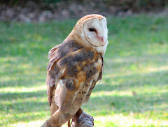 Barn Owl