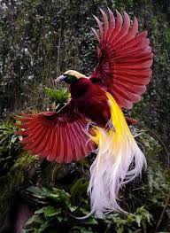 The Bird of Paradisaea