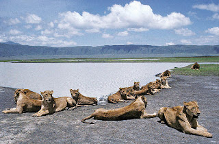 Ngorongoro Crater Ngorongoro Crater