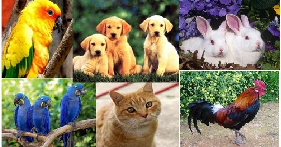 Gambar Kartun Hewan Peliharaan Andira Gambar - Riset