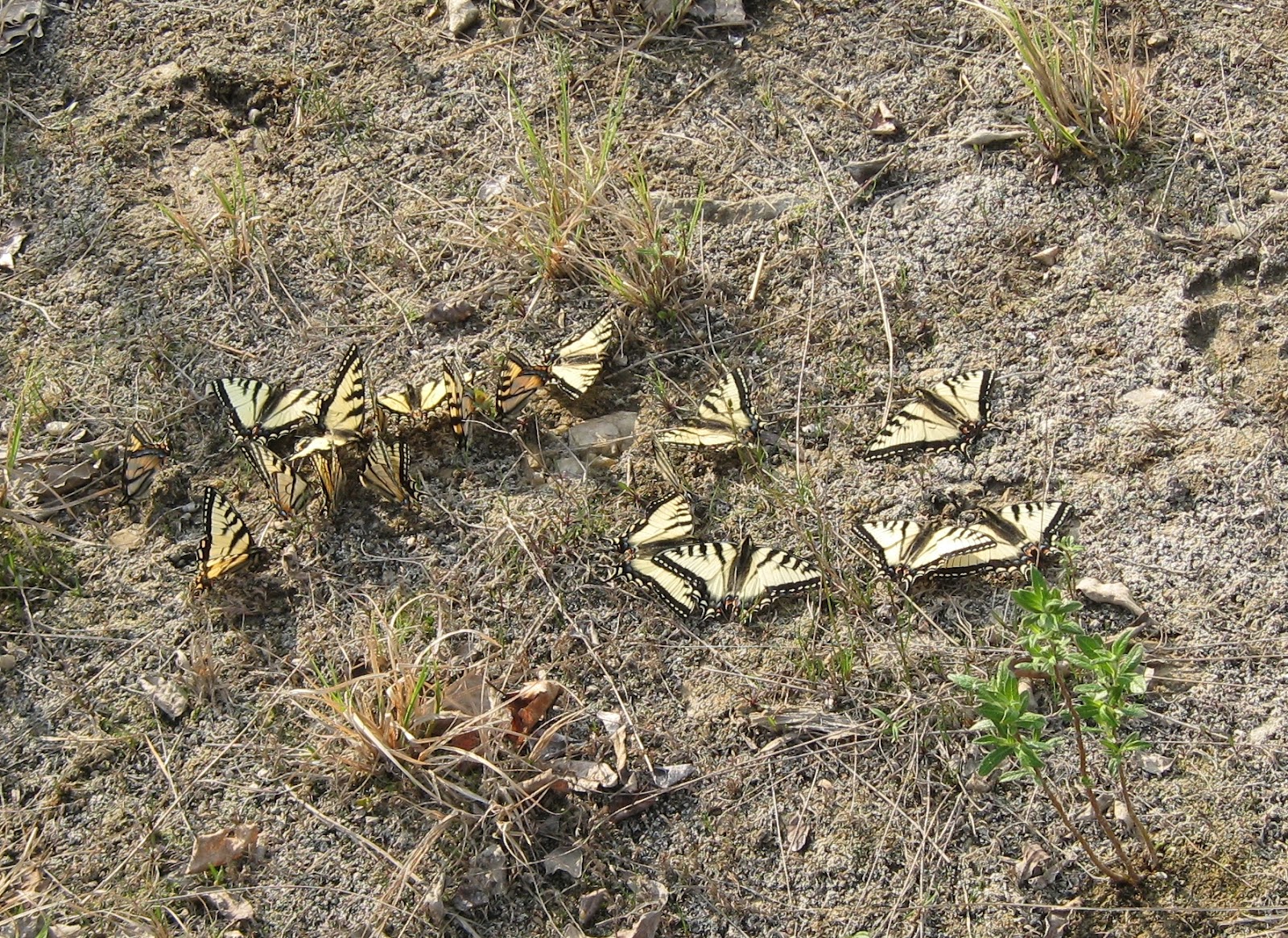 Good vs. Bad Bugs in the Alaskan Garden Alaska Master Gardener Blog