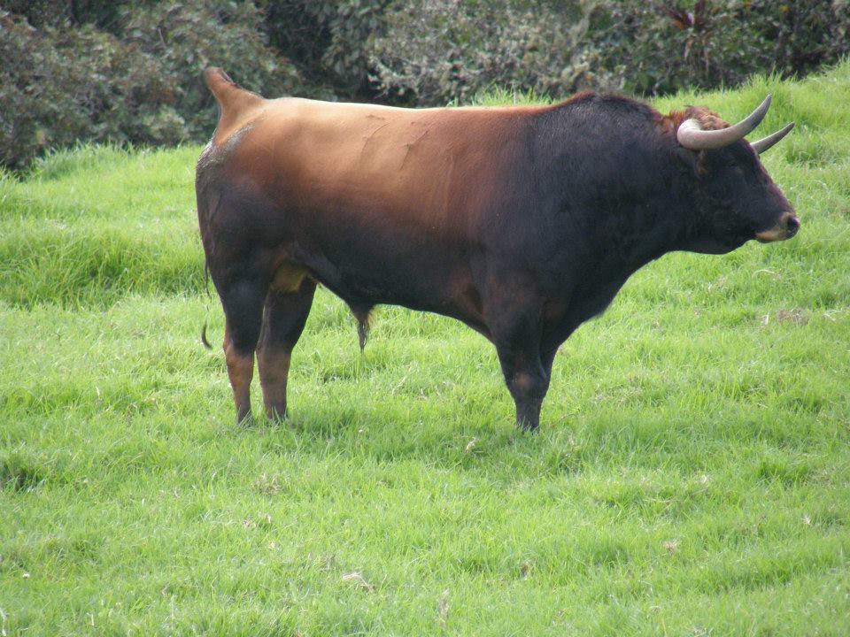 Notiferias en Venezuela y el Mundo San José de Bolívar, Paispamba y El