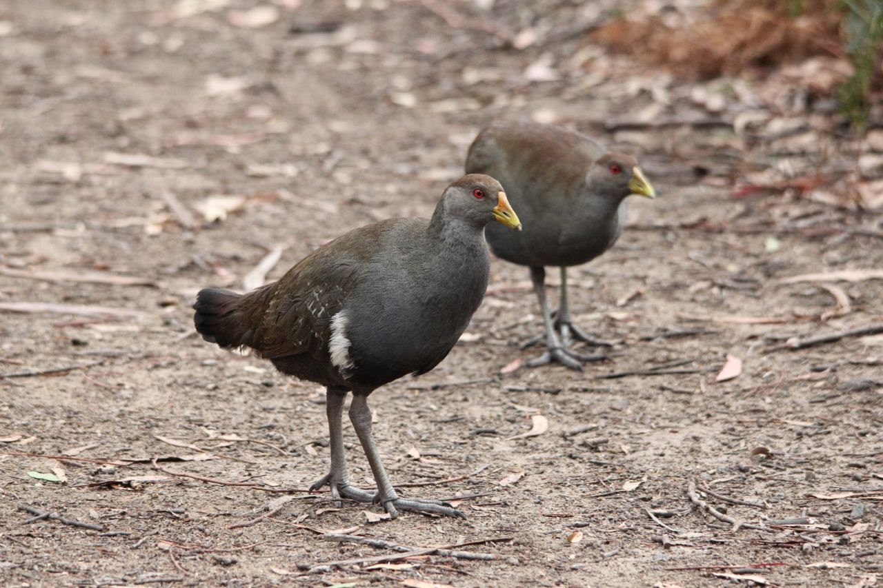 Pete's Flap Birding Aus Pardalotes and Peter Murrell Reserve, Hobart