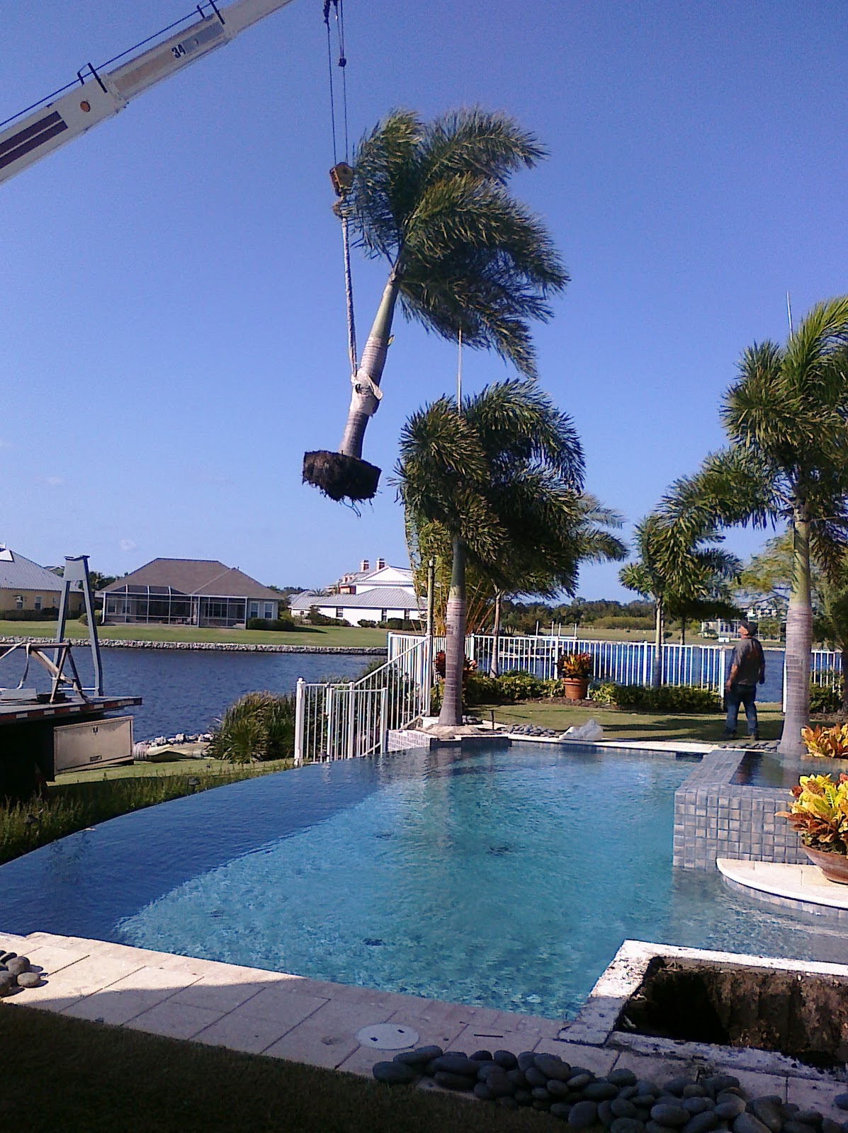 A Quality Plant Removal of Palm trees / Selling your Palm Tree