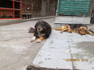 A Cross-breed "Tibetan Mastiff" dog in Manali town.