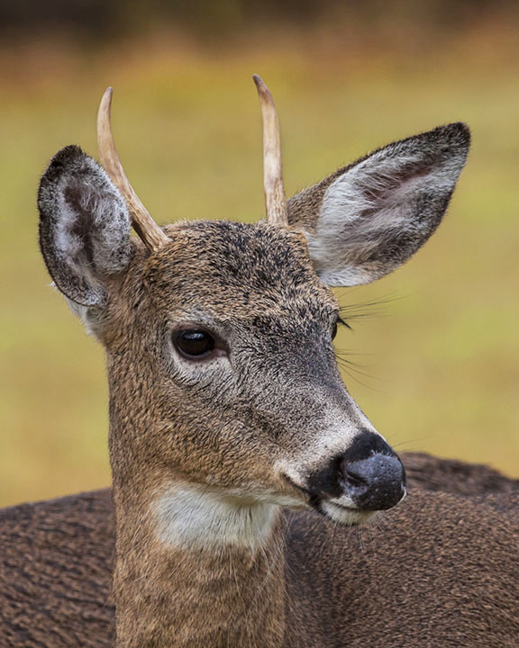 Pennsylvania Wildlife Photographer Deer Wars Once A SpikeAlways A