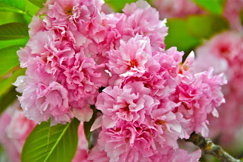 springtime pink