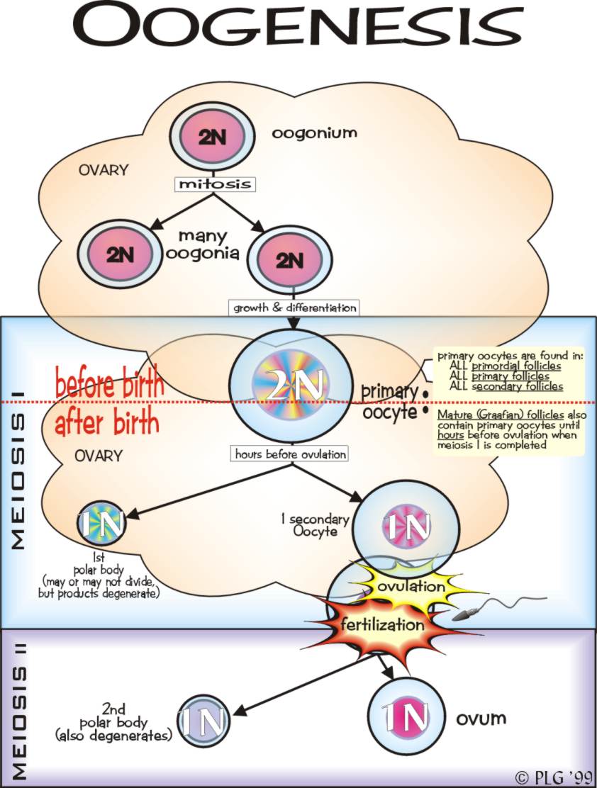 OOGENESIS Embryology of Aves