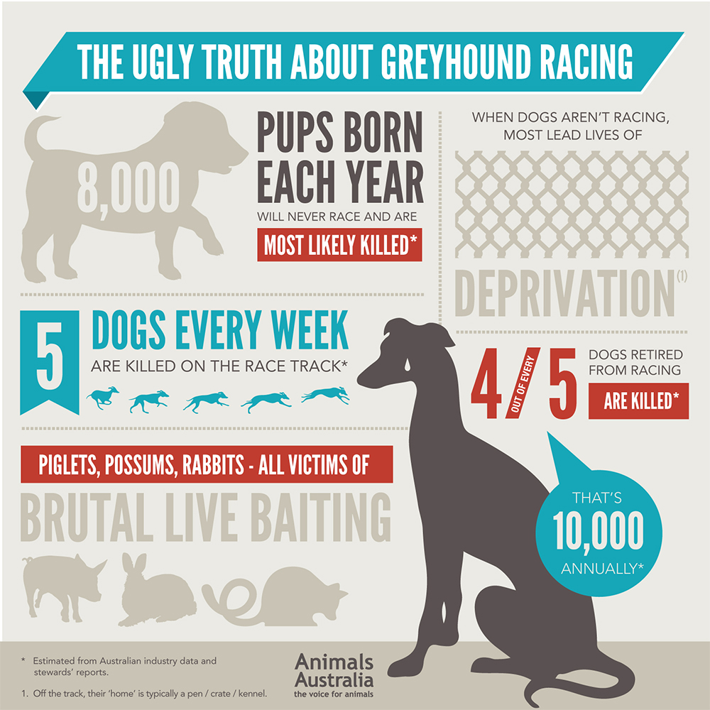 Saving Greys, by GREY2K USA Worldwide Dogs Die While Greyhound Trainers Threaten Lawsuits