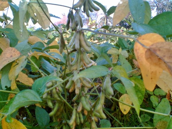 Penyakit pada Tanaman Kedelai BUDIDAYAKU