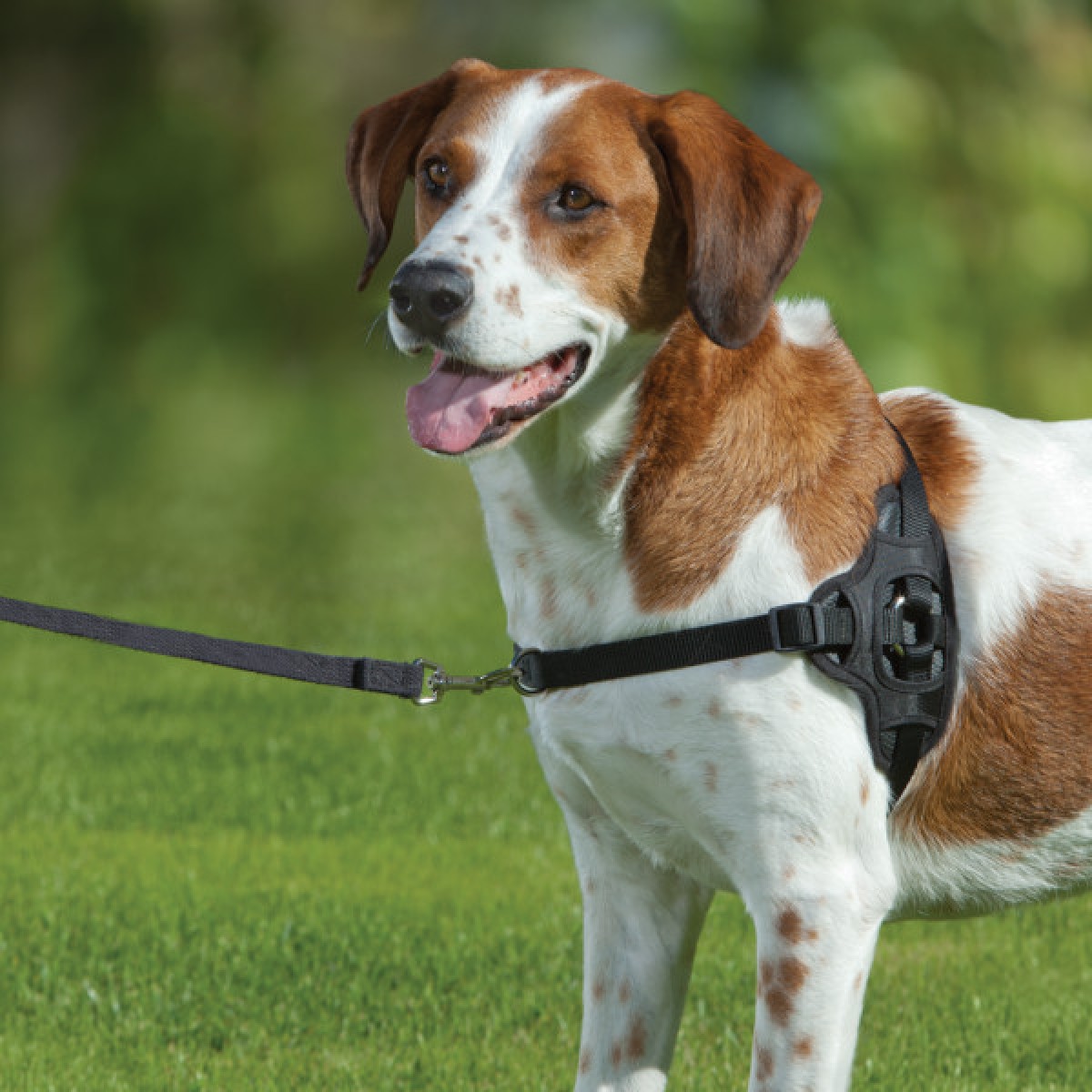 Training a puppy Topic Stop dog pulling on harness