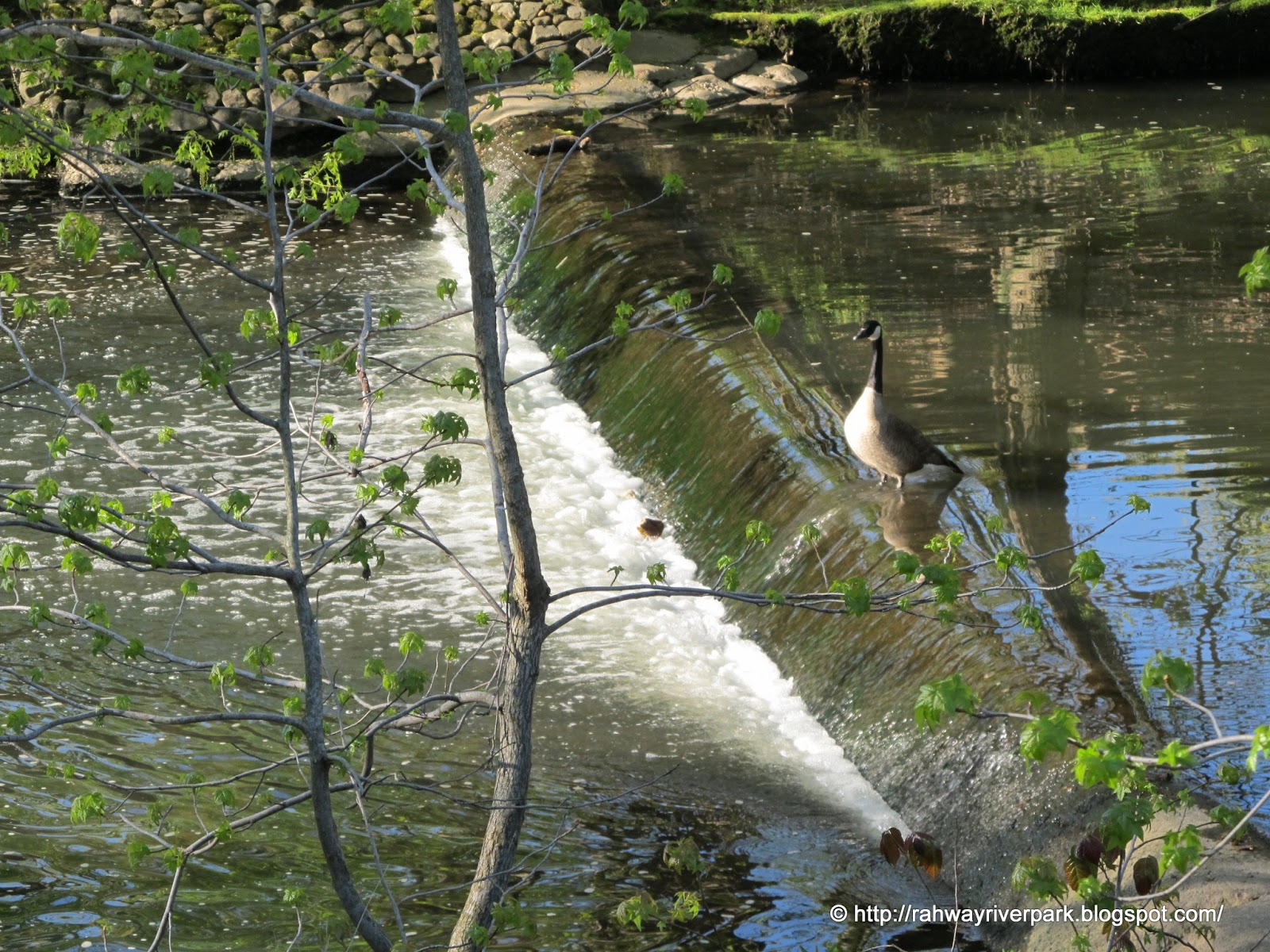 4 seasons in the life of Rahway River Park April 2013