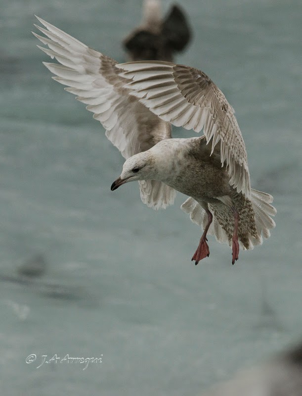 Gaviota groenlandesa, Larus galucoides kumlieni, Kumlien´s gull Gaviota groenlandesa, Larus galucoides kumlieni, Kumlien´s gull