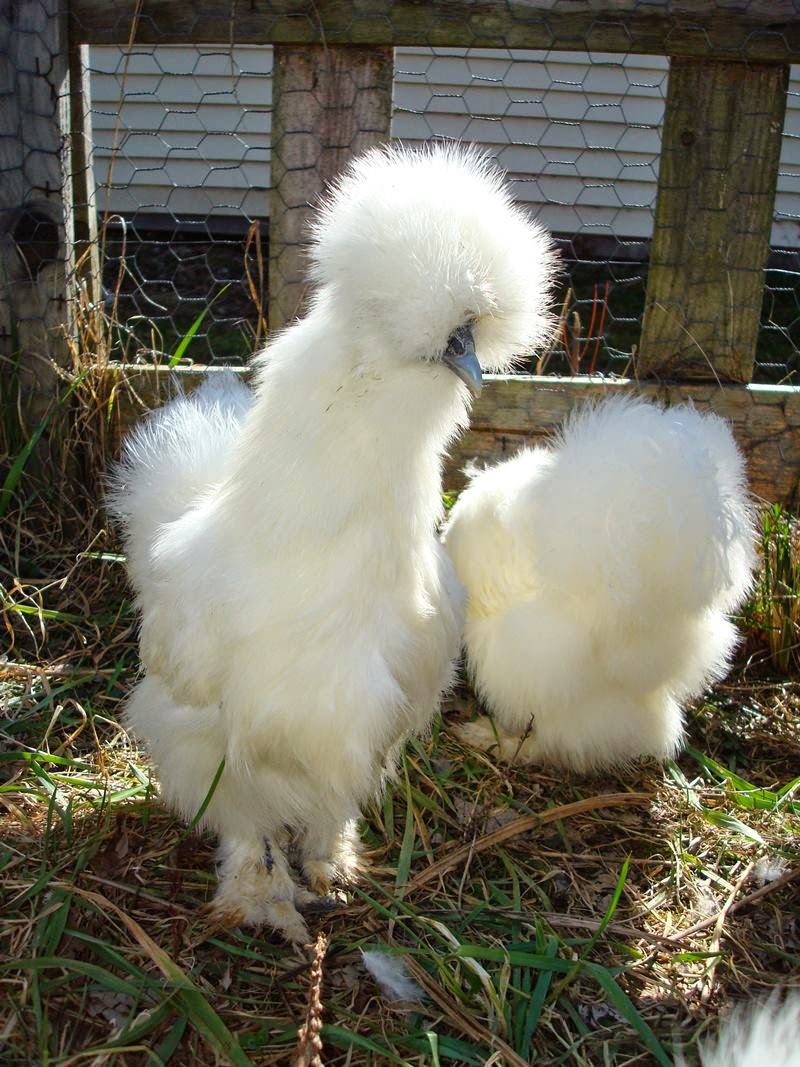 Silkie The Fluffy Chicken Never Ever Seen Before