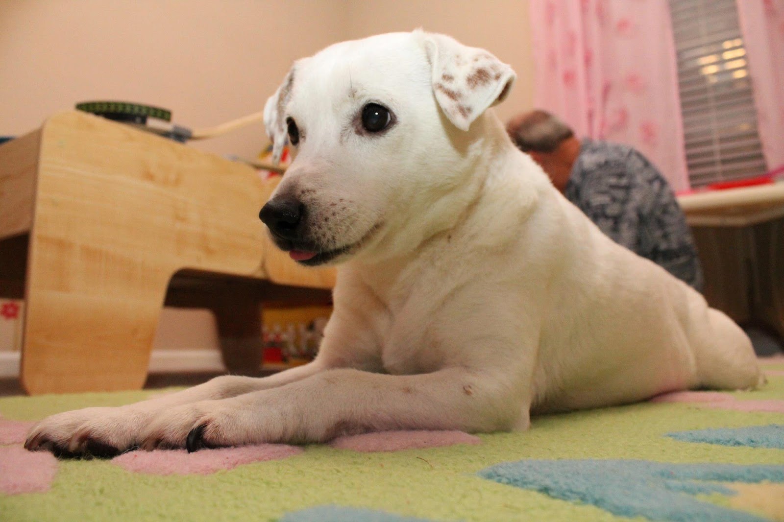 Prayers for Our Pets: Urgent Prayer Request for Toby the Dog Prayers for Our Pets: Urgent Prayer Request for Toby the Dog