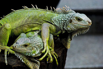 Really Big Lizards