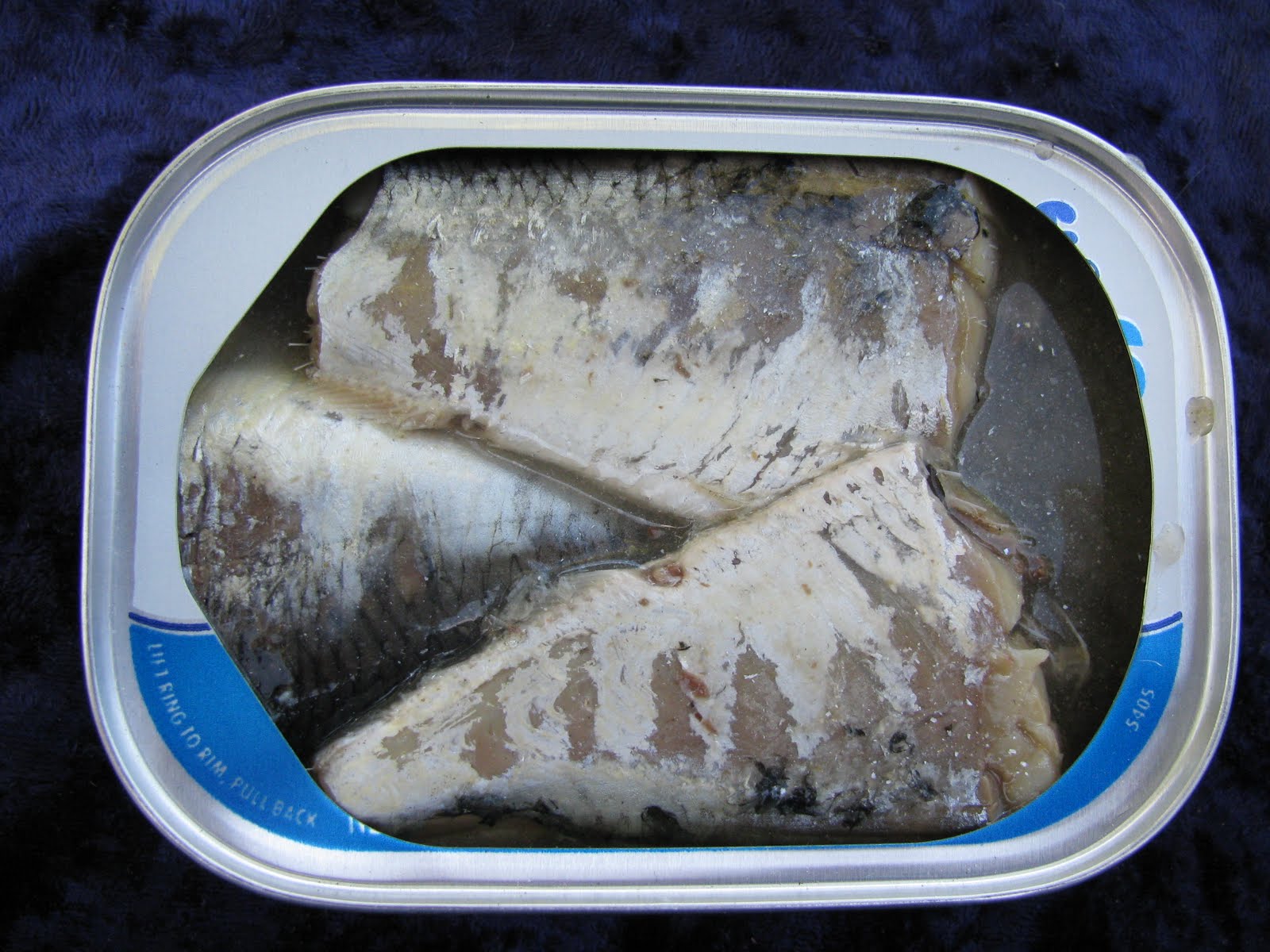 Mouth Full of Sardines Beach CliffSardines